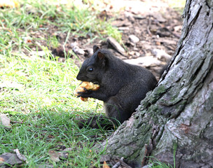 Squirrel taking lunch. 