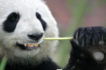 Obraz premium Giant Panda Bear