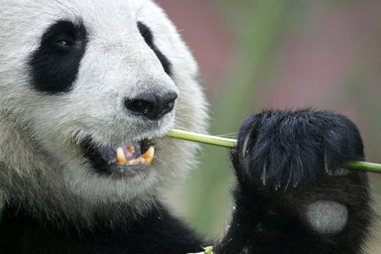 Fototapeta Giant Panda Bear