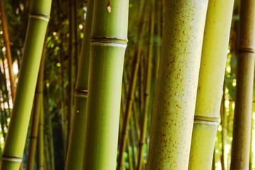 Bamboo forest