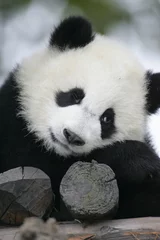 Tuinposter Panda Reuzenpandabeer