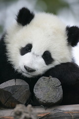 Fototapeta premium Giant Panda Bear