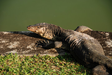 old lizard at the reservoir sides 