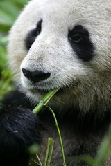 Fototapeta premium Giant Panda Bear