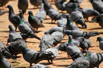 Pigeons