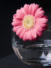 pink gerber
