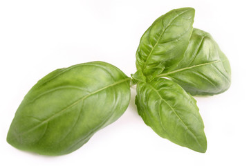  basil