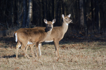 Two White Tailed Deer.