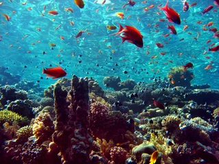 Afwasbaar Fotobehang Duiken koraalrif