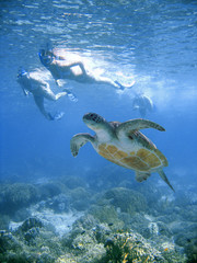 Bikini swim with sea turtle