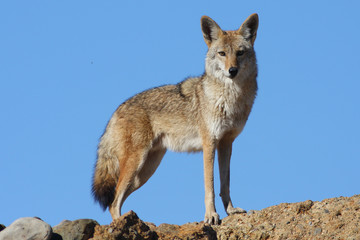 Obraz premium Blue Sky Coyote