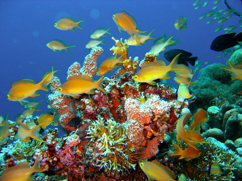 Coral reef fish