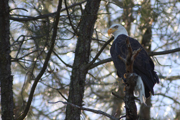 Proud Eagle