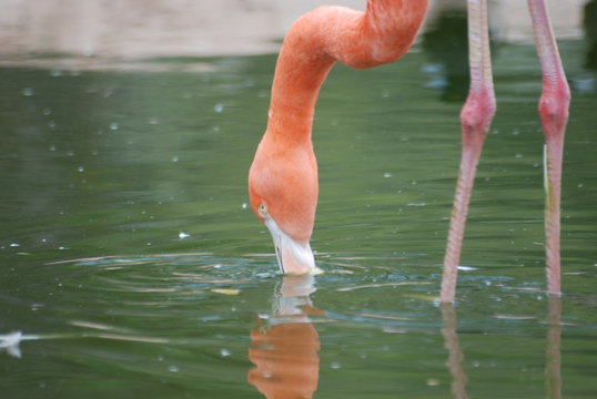 flamaand rose