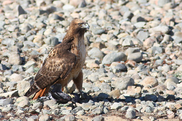 Red Tailed Hawk