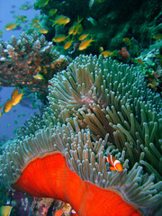 Colorful coral reef fish