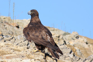 Golden Eagle
