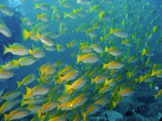 Fototapeta na wymiar Rafa koralowa ryb