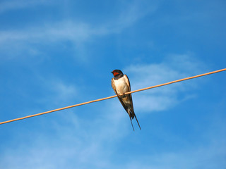 bird on wire