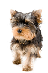 The puppy of the terrier