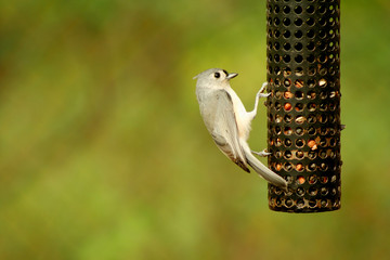 Tufted Titmouse