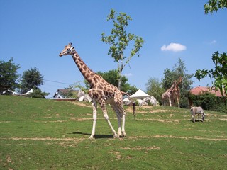 Girafes