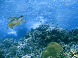 Green turtle and coral reef