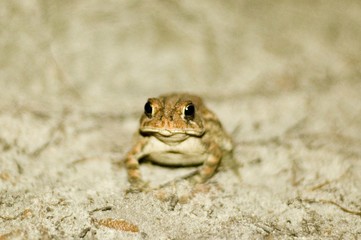 small frog on soil