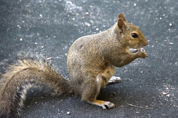 Squirrel on Ground