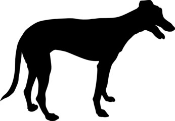 Animali silhouette - cani - Levriero