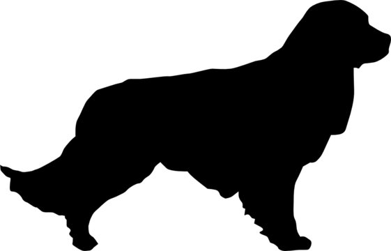Animali silhouette - cani - Labrador