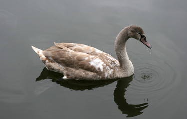 swan 6