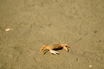 crab