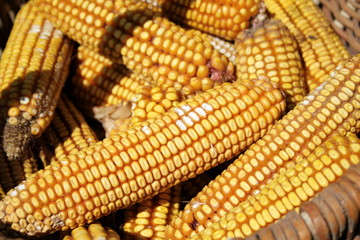 Indian corn