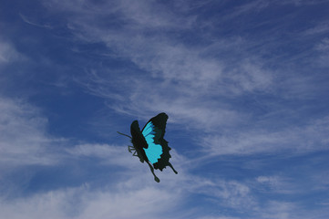 Naklejka na ściany i meble papillon et ciel bleu