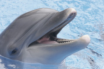 dolphin