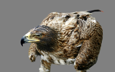 Falcon