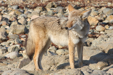 Fototapeta premium Tired Coyote