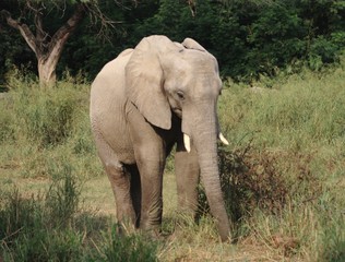 Fototapeta premium Elephant