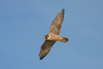 Obraz premium Peregrine Falcon in Flight