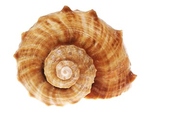 spiral shell