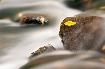 Amongst a river