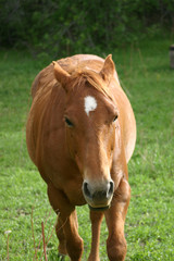 Naklejka na ściany i meble Red Horse (Equus caballus) with Ears Back