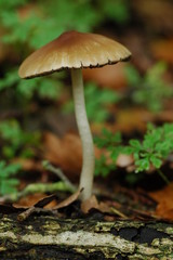 mushroom