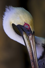 Brown Pelican