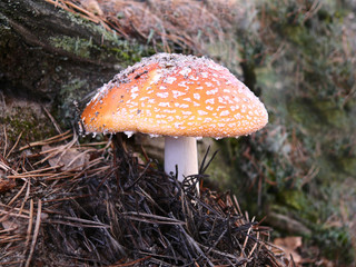 Toadstool Fly agaric mushroom in forest