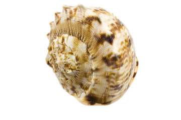 Sea shell isolated