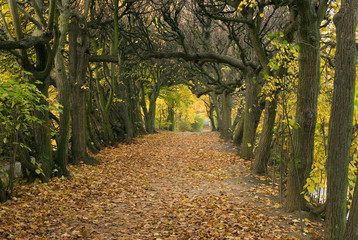 Naklejka premium Autumn-1