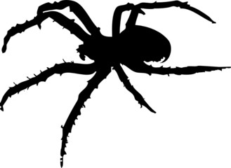 Araignée