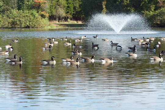 Geese and Fountain